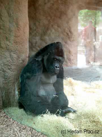Gorila samec